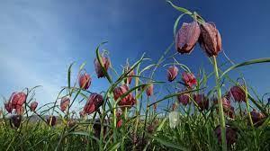 Davorin Tome  Močvirski tulipan